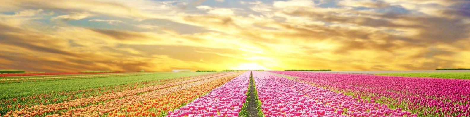 Beige Simple Elegant Personal LinkedIn Banner (3)